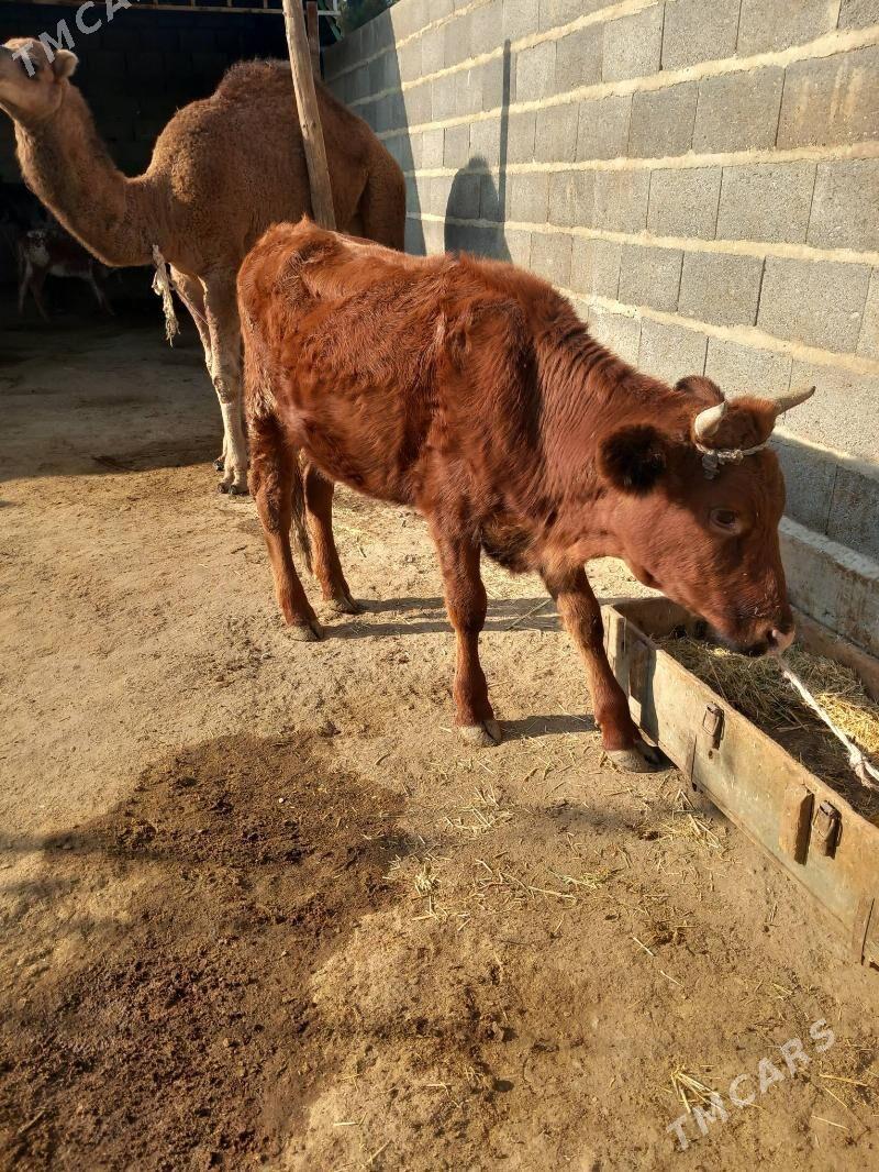 Öküz we Tüwe - Bäherden - img 3