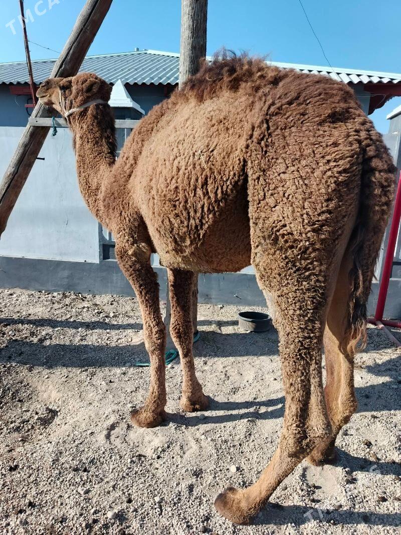 keser - Балканабат - img 2