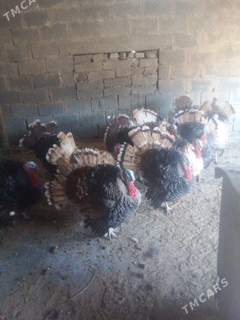 induk - Бузмеин - img 2