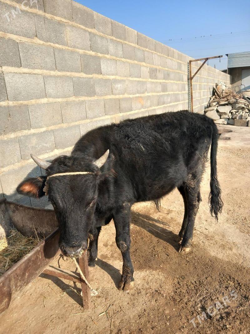 Öküz we Tüwe - Bäherden - img 2