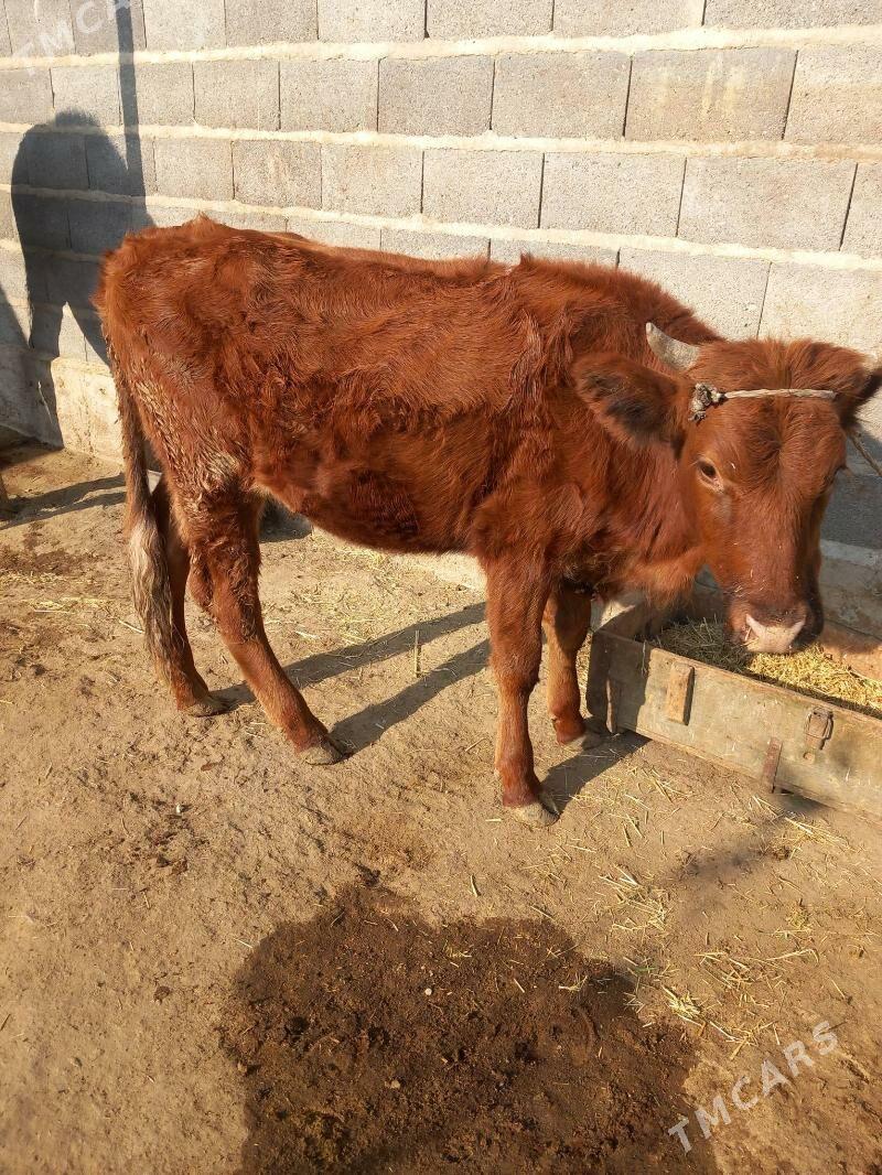 Öküz we Tüwe - Bäherden - img 4