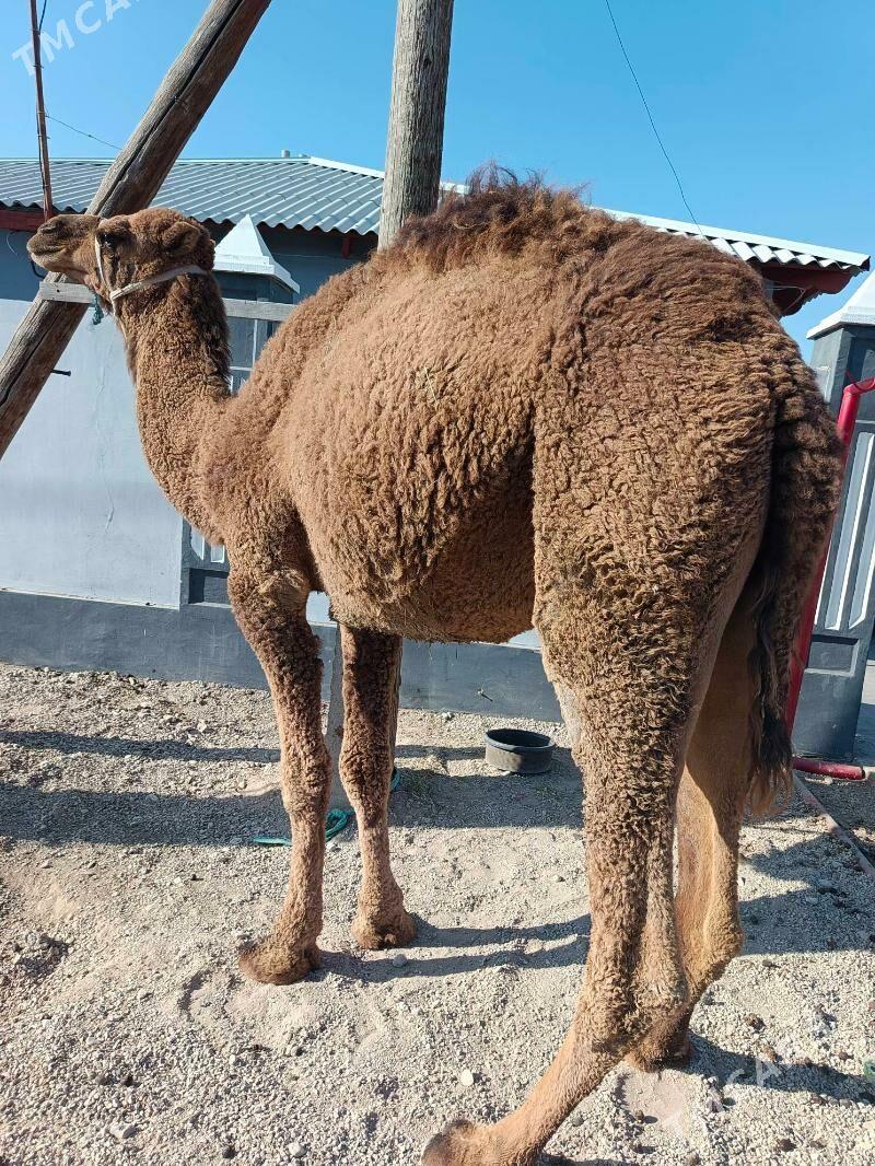 keser - Балканабат - img 1