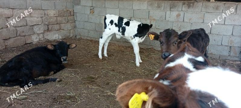 öküz Göle Öküzçe - Ашхабад - img 2