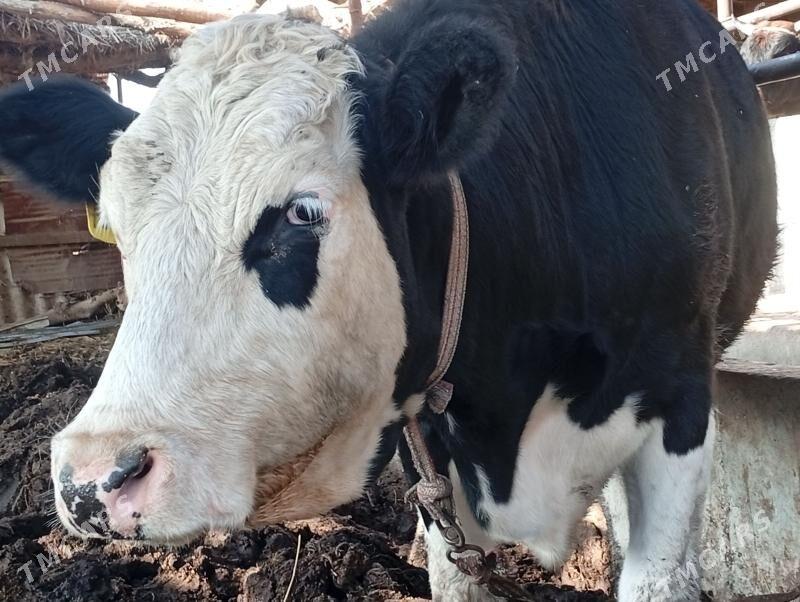 Sygyr . Сментал. Gara ala. - Sakar - img 2