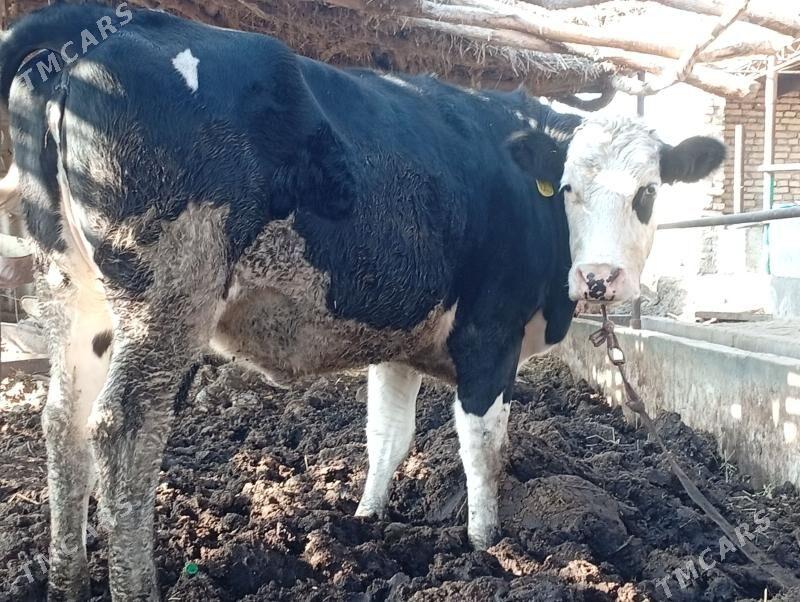 Sygyr . Сментал. Gara ala. - Sakar - img 3