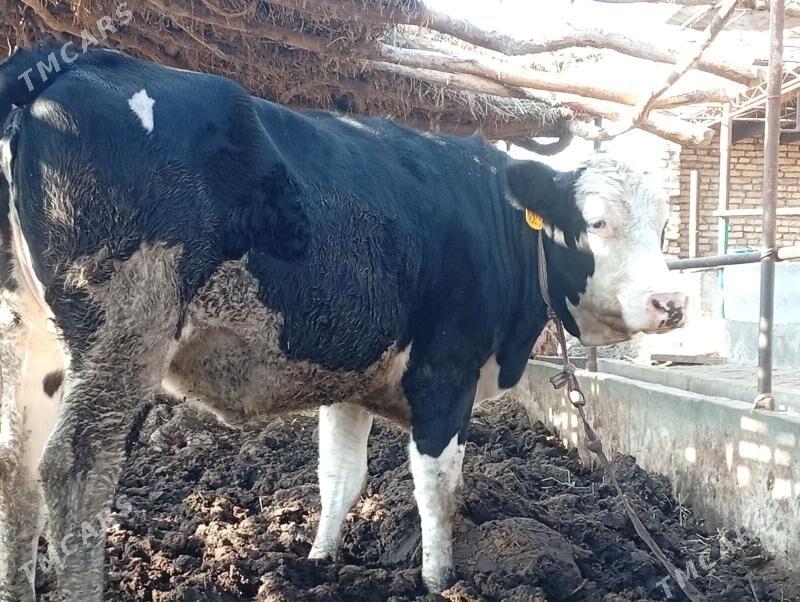 Sygyr . Сментал. Gara ala. - Sakar - img 4