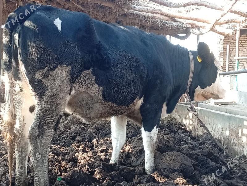 Sygyr . Сментал. Gara ala. - Sakar - img 5