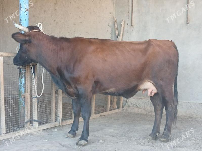 goleli - Wekilbazar - img 4