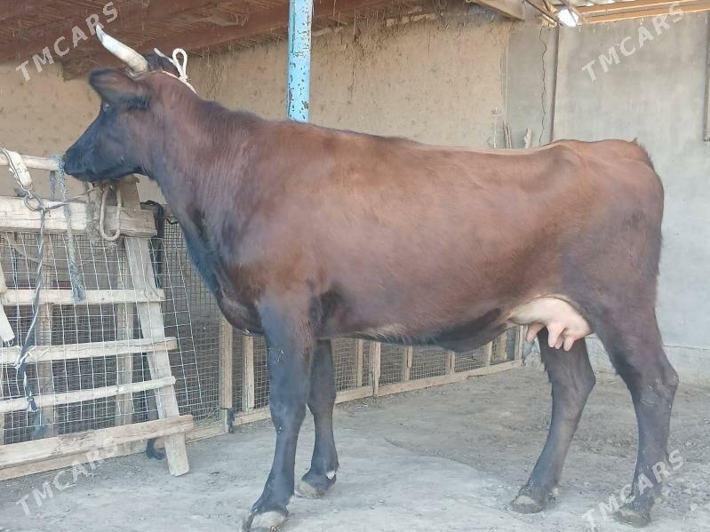 goleli - Wekilbazar - img 2