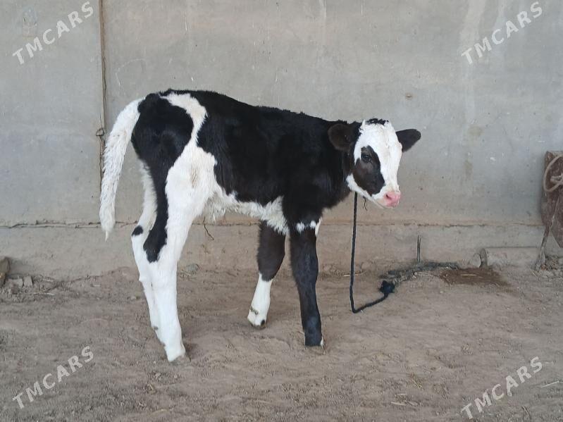 goleli - Wekilbazar - img 3