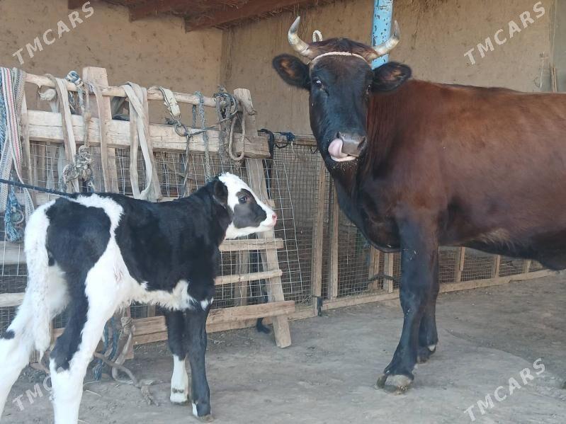 goleli - Wekilbazar - img 1