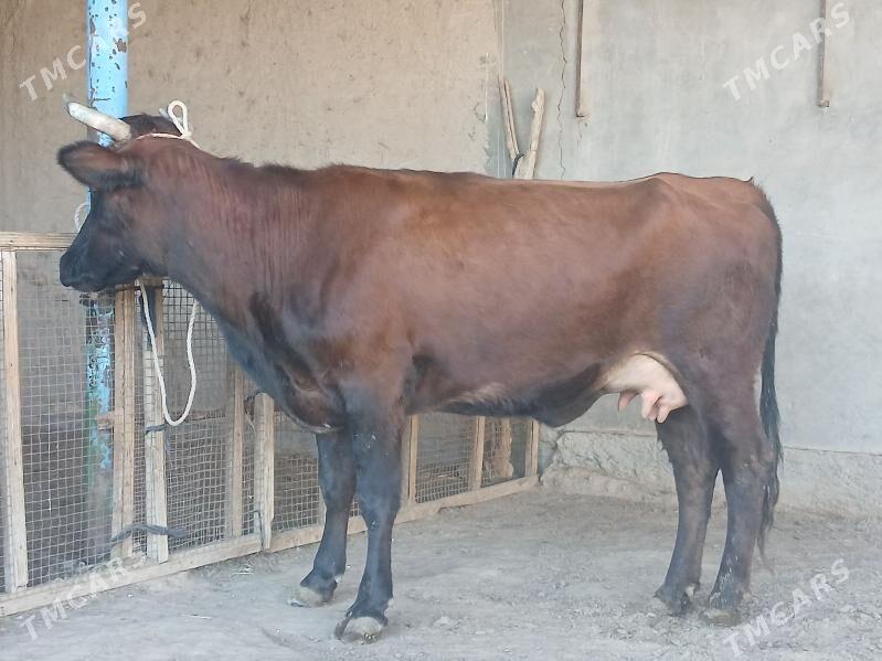 goleli - Wekilbazar - img 8