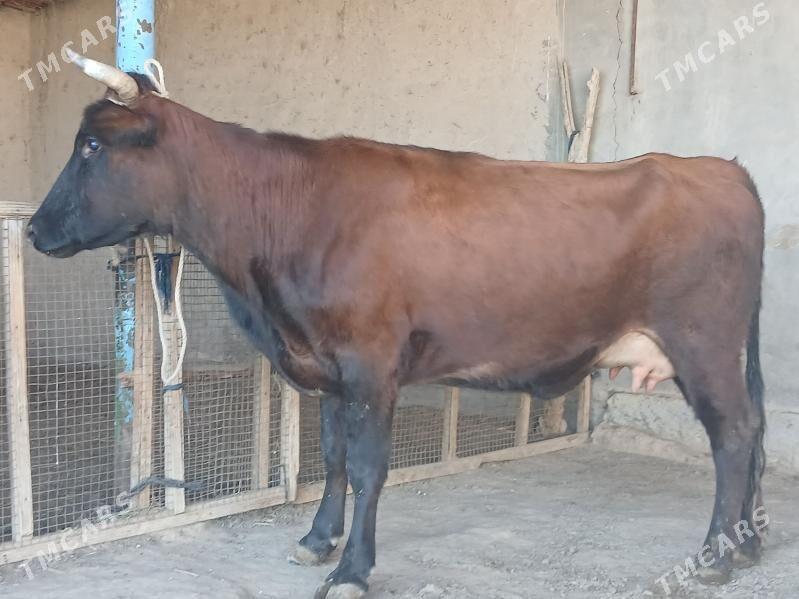 goleli - Wekilbazar - img 7