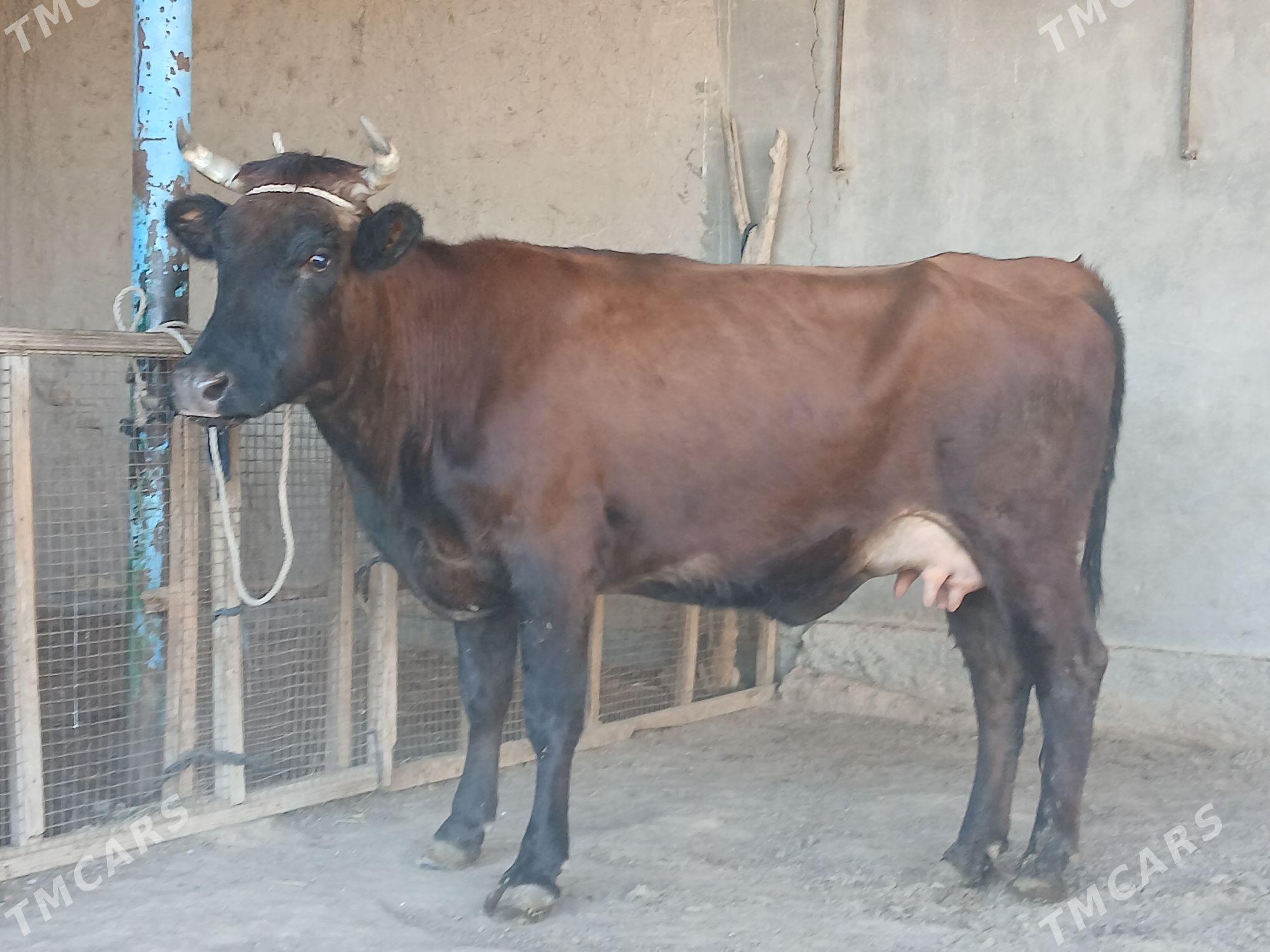 goleli - Wekilbazar - img 5