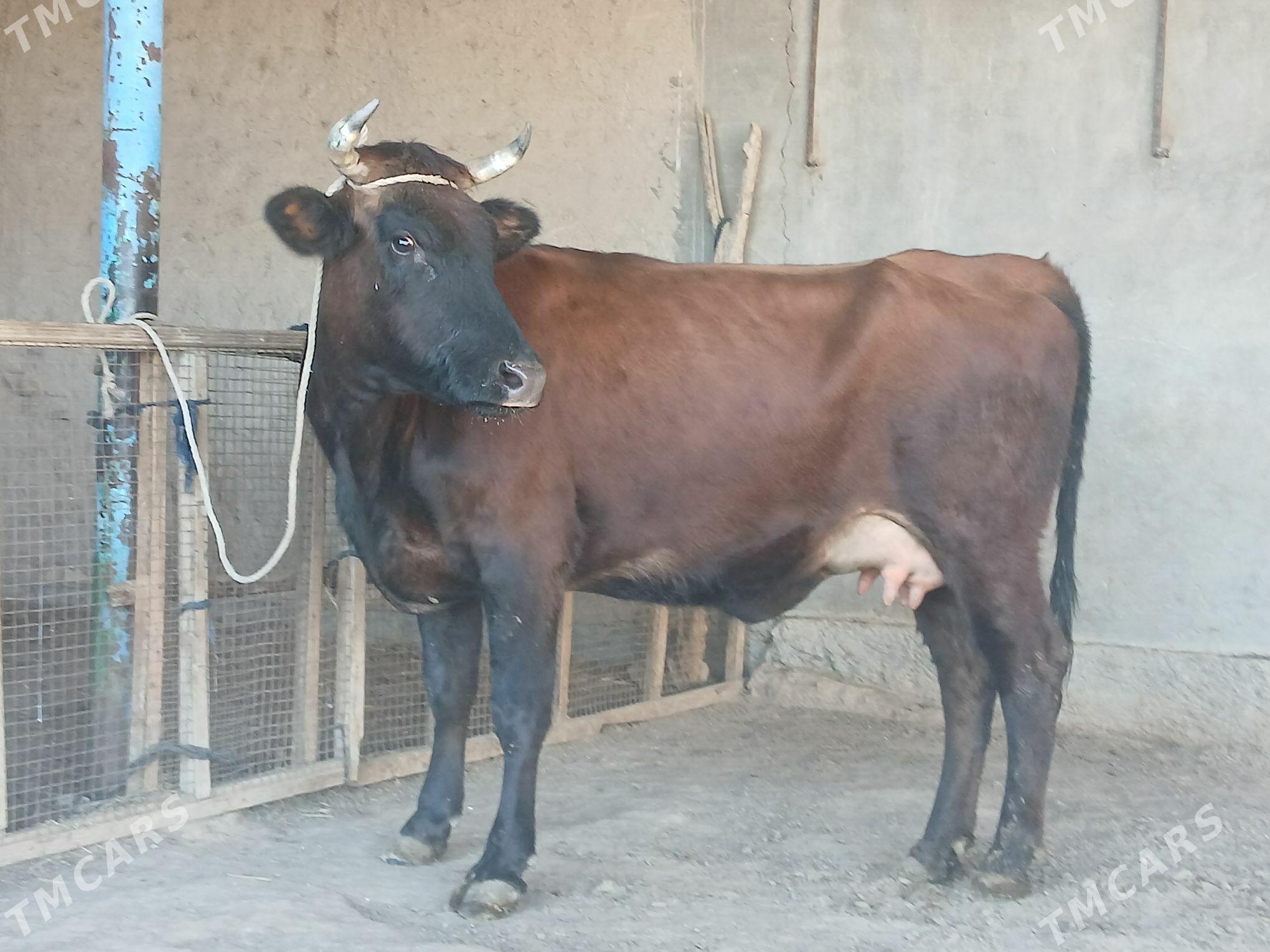 goleli - Wekilbazar - img 6