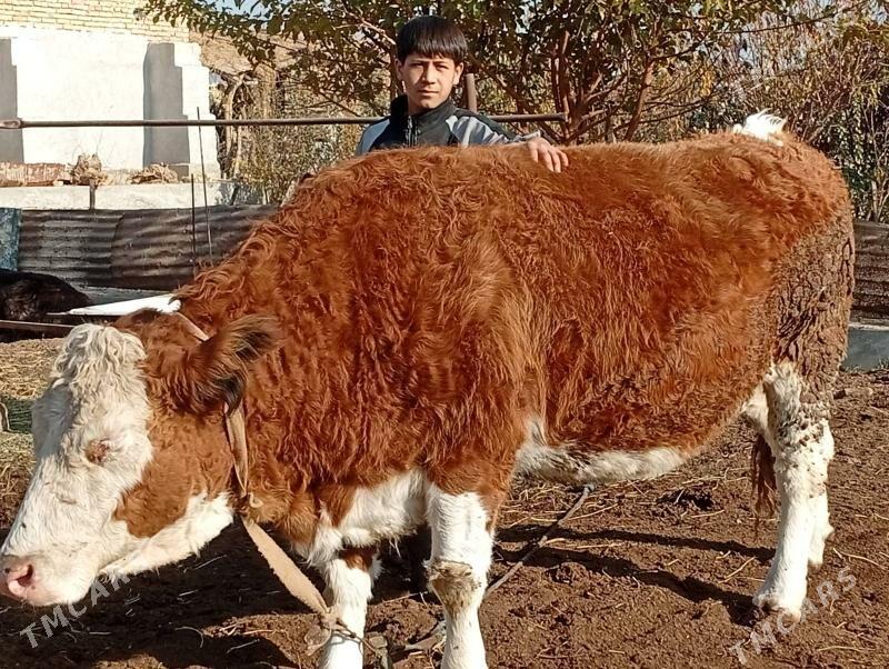 Sygyr Сментал - Сакар - img 4