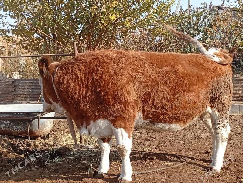 Sygyr Сментал - Сакар - img 2