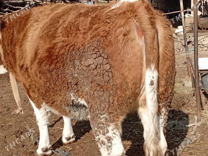 Sygyr Сментал - Сакар - img 3