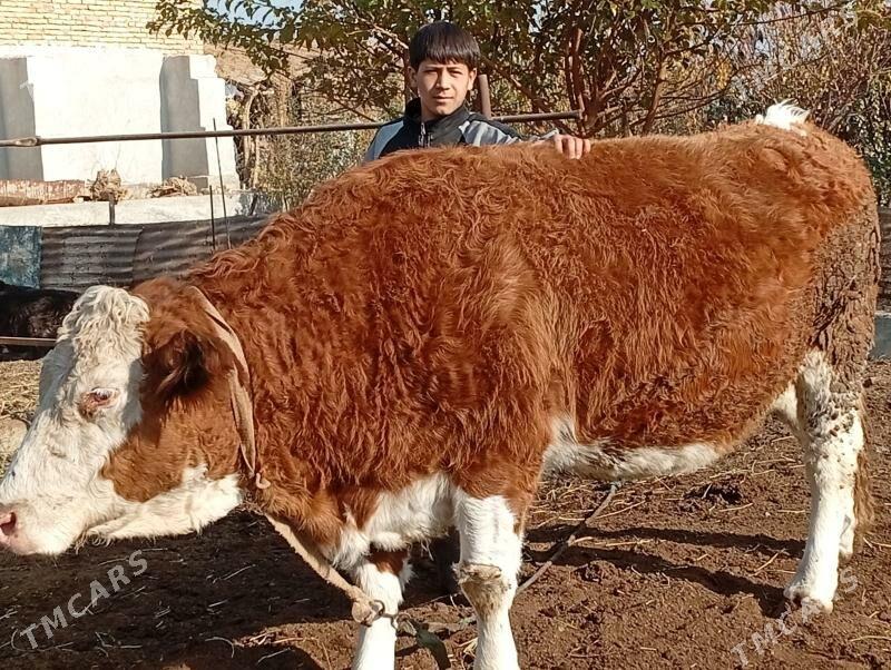 Sygyr Сментал - Сакар - img 5