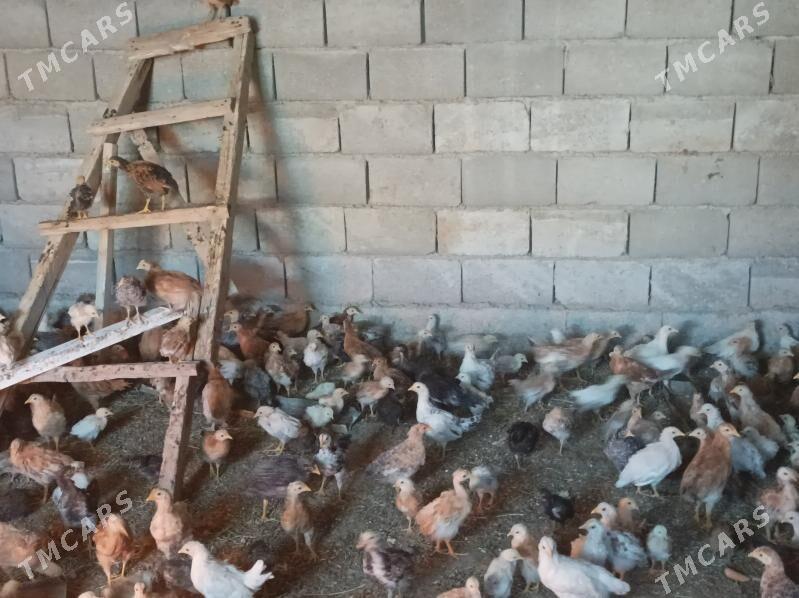 2.5 aylyk jujeler - Änew - img 2