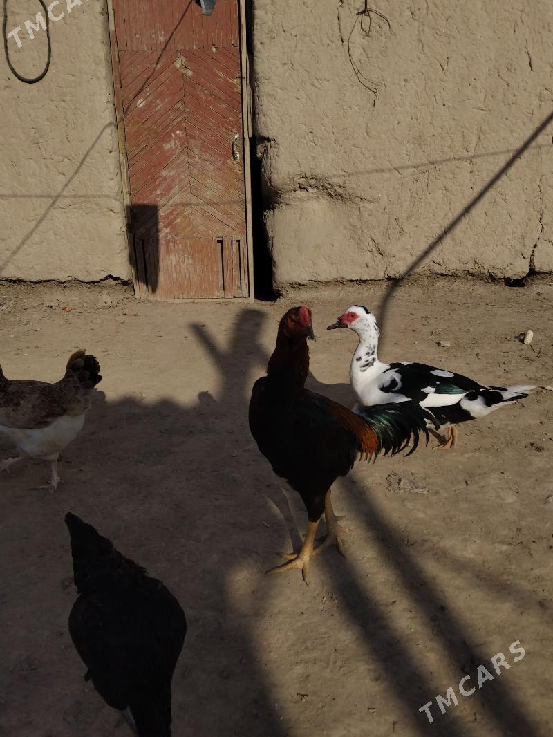 Baýsy horaz - Саят - img 3