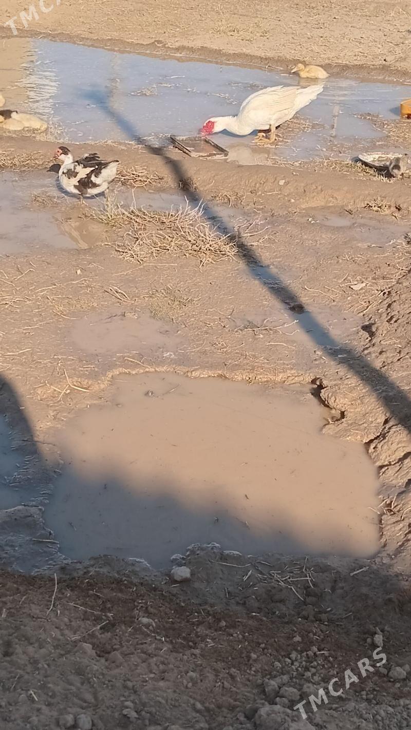 indewutga - Wekilbazar - img 6