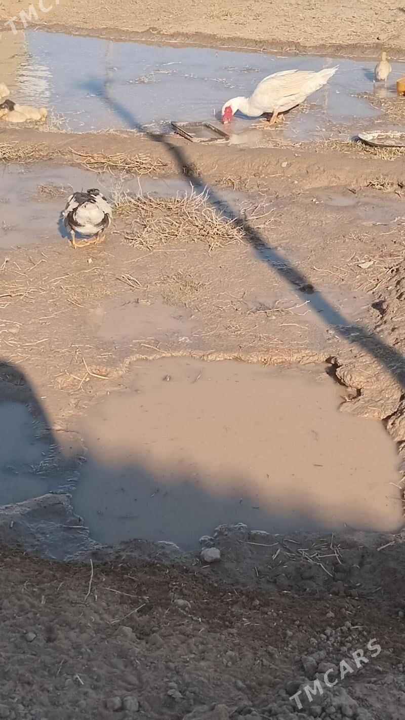 indewutga - Wekilbazar - img 2