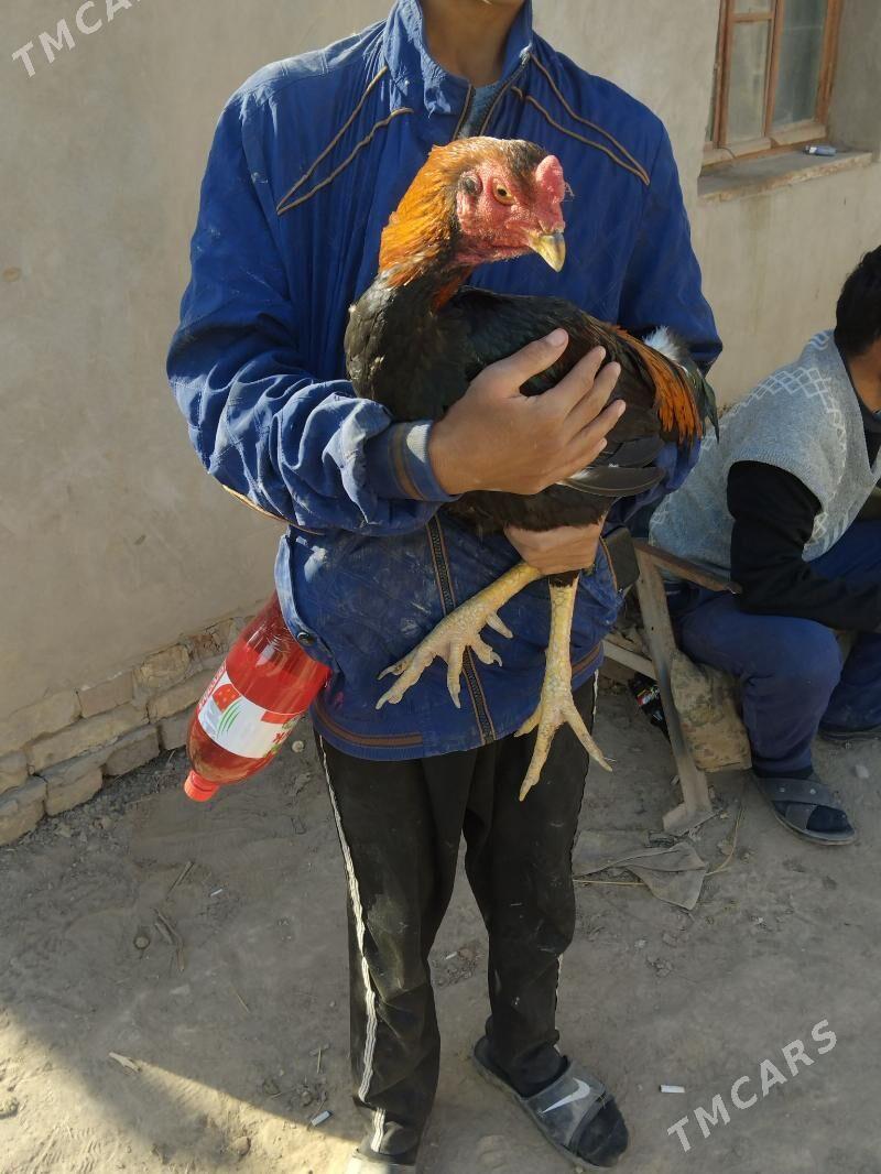 Baýsy horaz - Саят - img 2