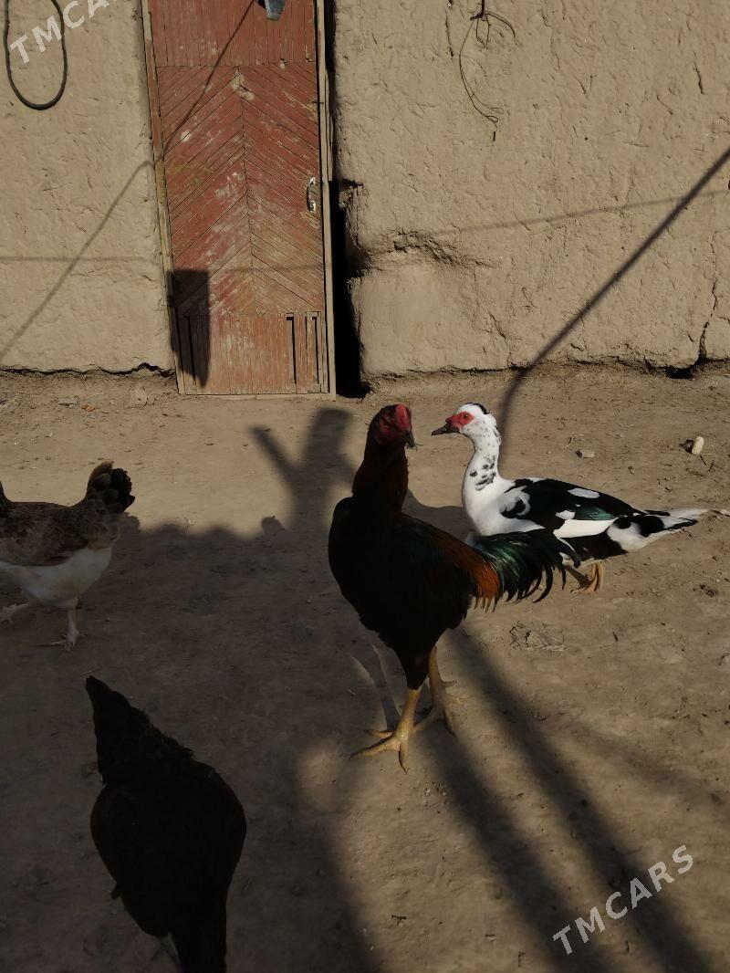 Baýsy horaz - Саят - img 4