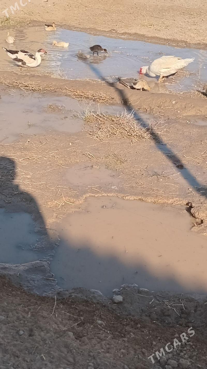 indewutga - Wekilbazar - img 3