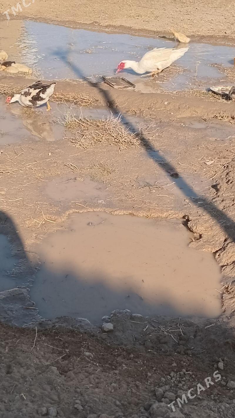 indewutga - Wekilbazar - img 7