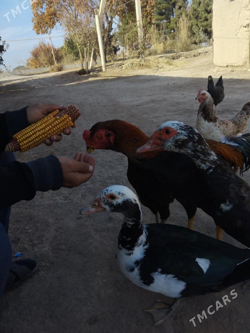 Baýsy horaz - Саят - img 6