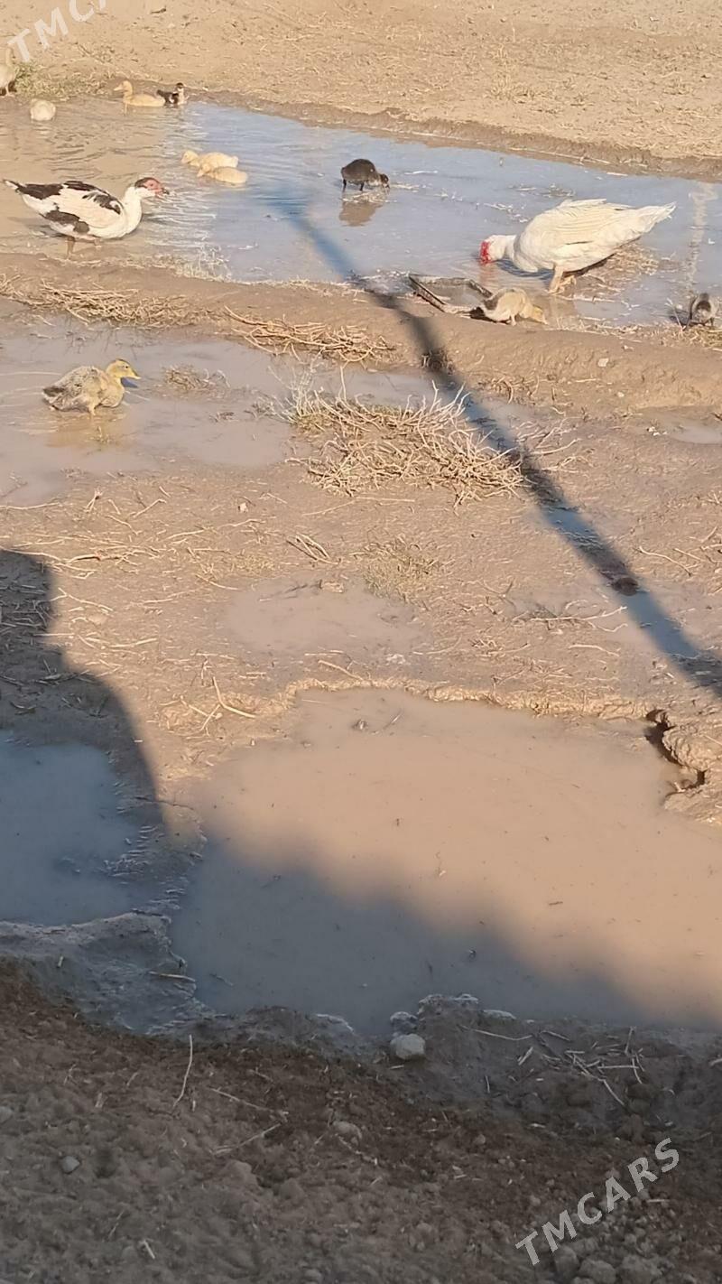 indewutga - Wekilbazar - img 4