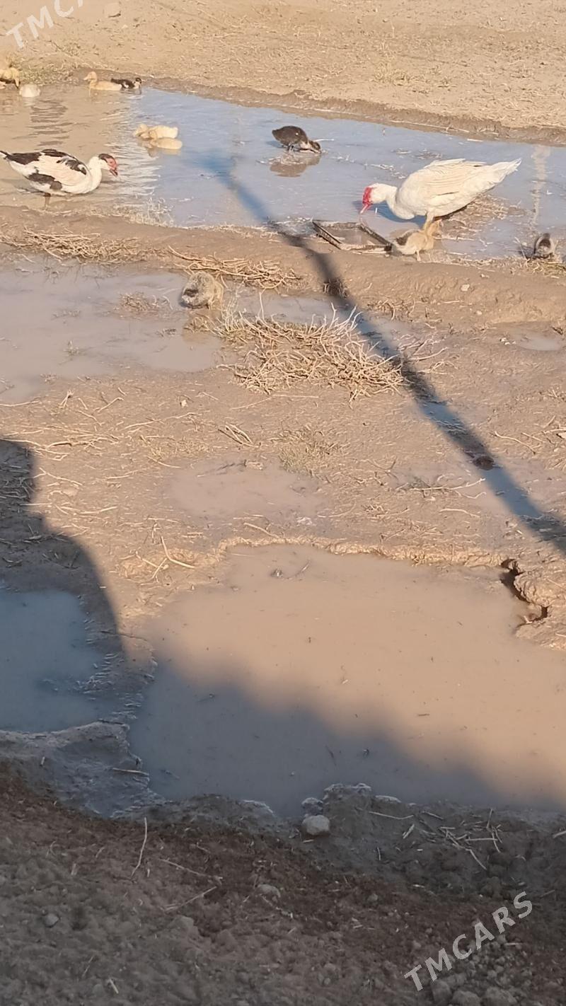 indewutga - Wekilbazar - img 5