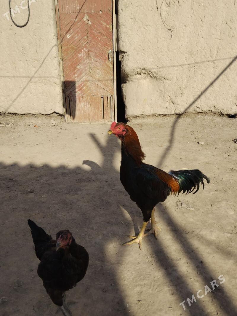 Baýsy horaz - Саят - img 5