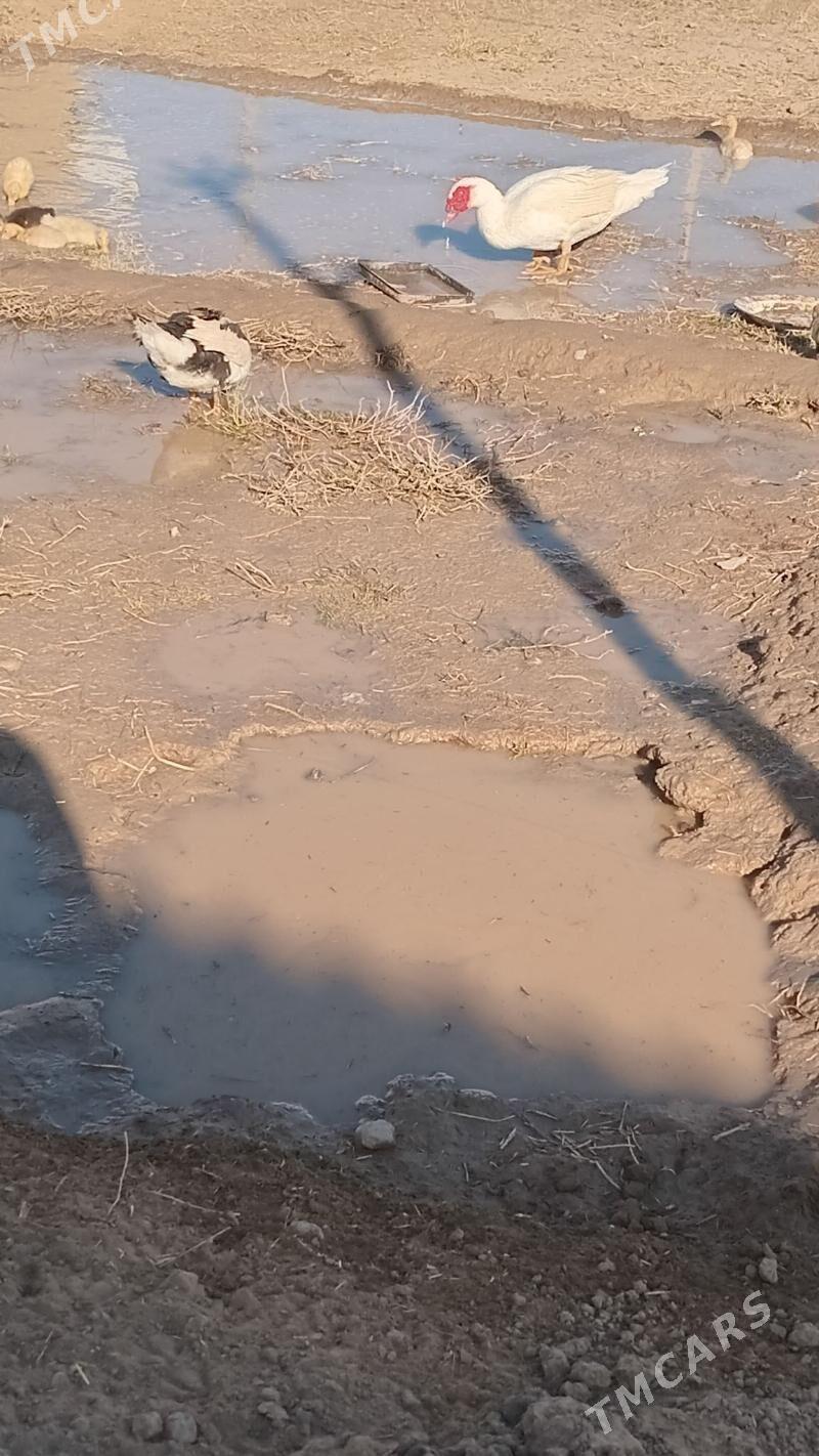 indewutga - Wekilbazar - img 8