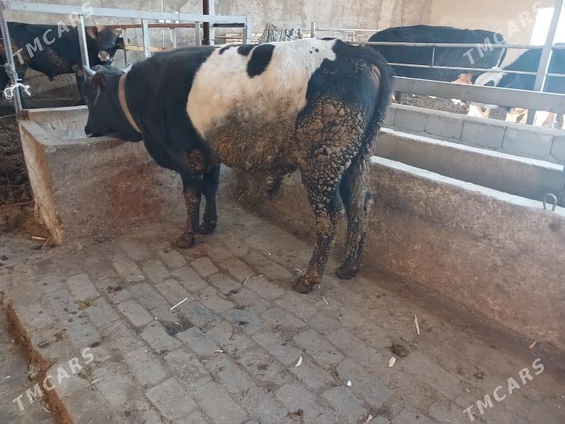 okuz - Яшлык - img 2