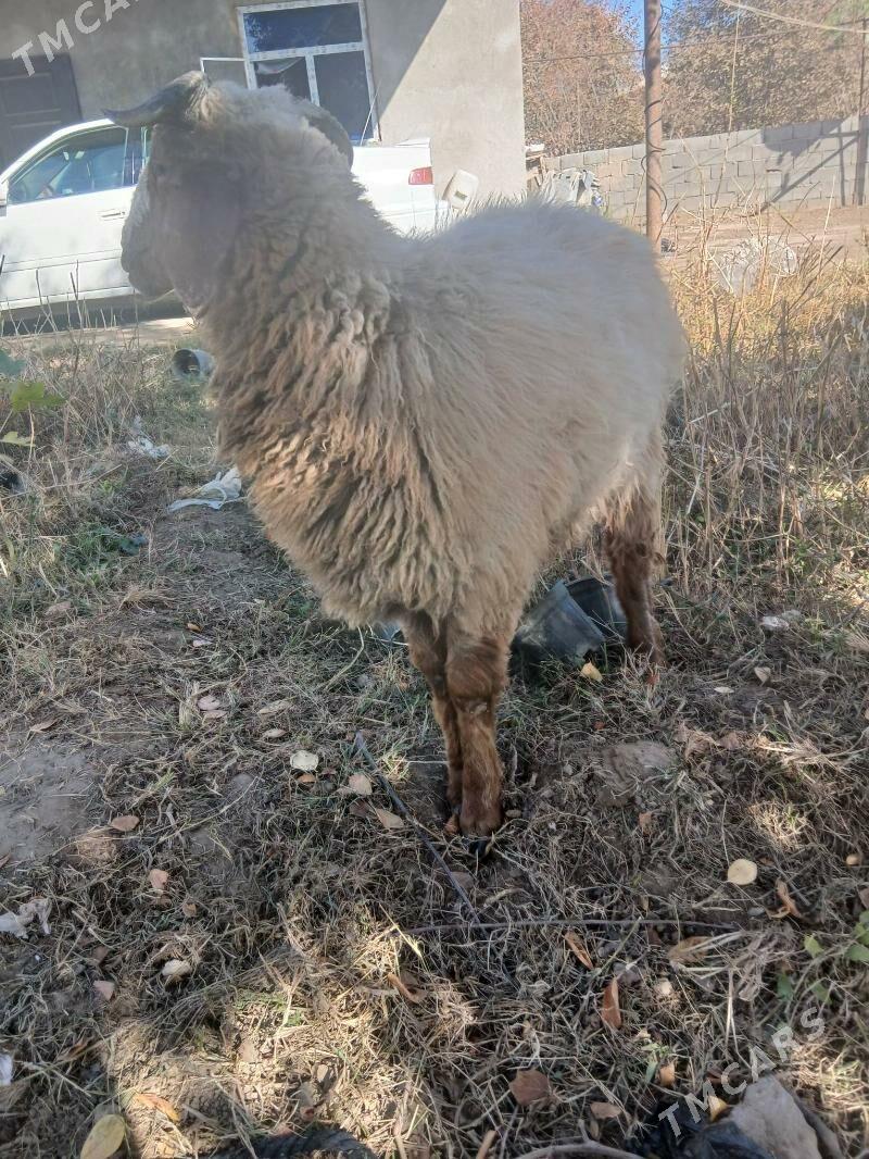 Goch - Bekrewe - img 2