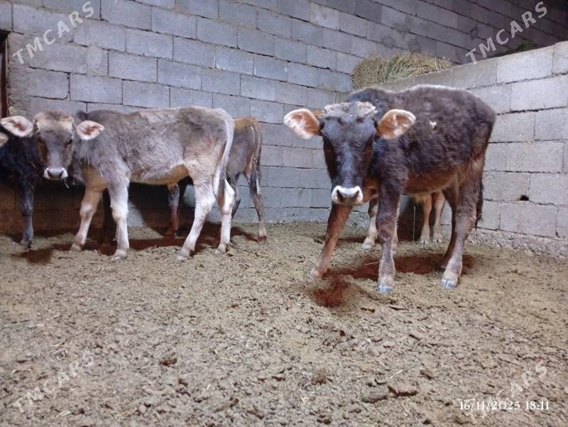 Şwes göleler - Херрикгала - img 4