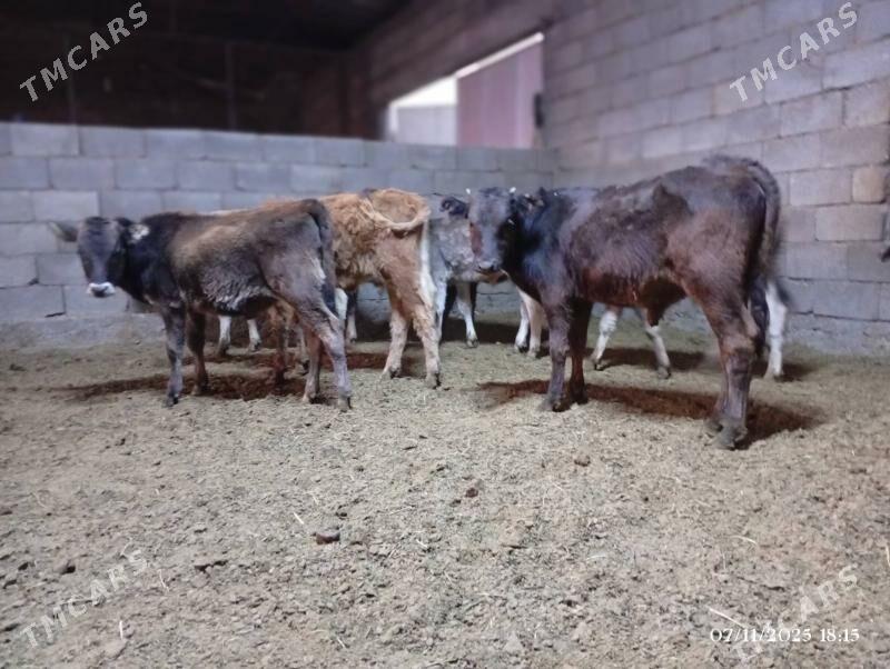 Şwes göleler - Херрикгала - img 2