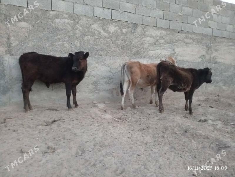 Şwes göleler - Херрикгала - img 5