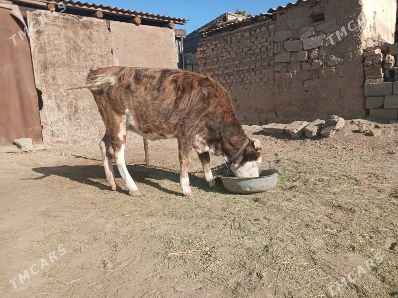 Göle - Ашхабад - img 2