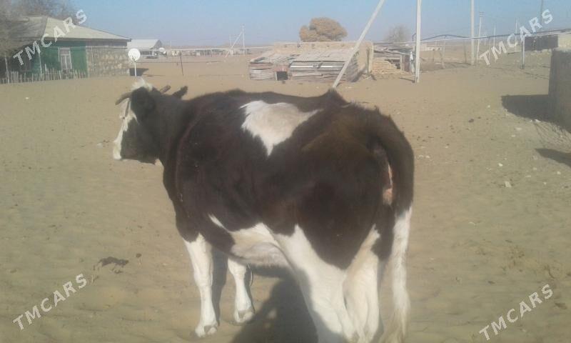 gelisdeyin sygyr - Türkmenbaşy - img 3