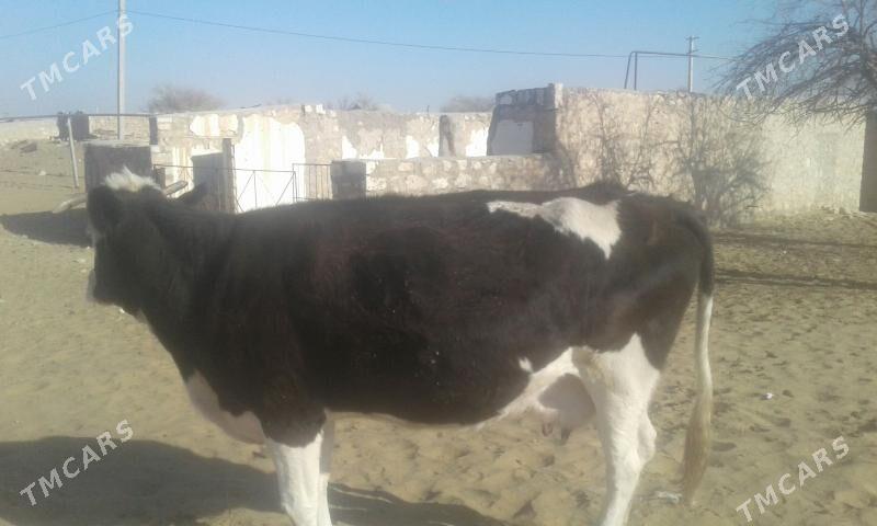 gelisdeyin sygyr - Türkmenbaşy - img 2