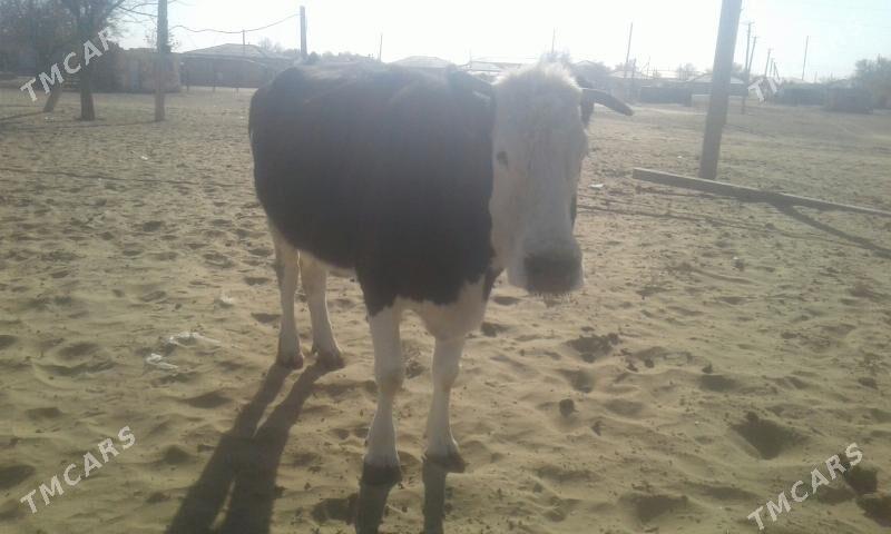 gelisdeyin sygyr - Türkmenbaşy - img 1