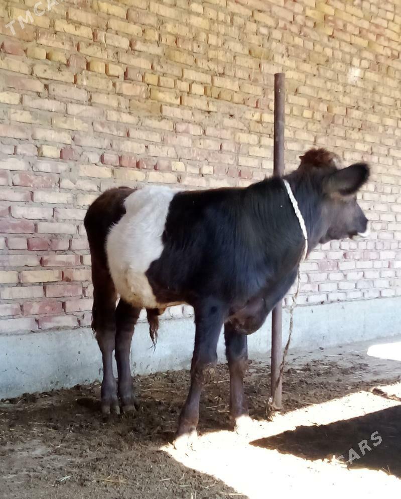 Öküz Giibrit 9 aýlyk - Гёкдепе - img 3