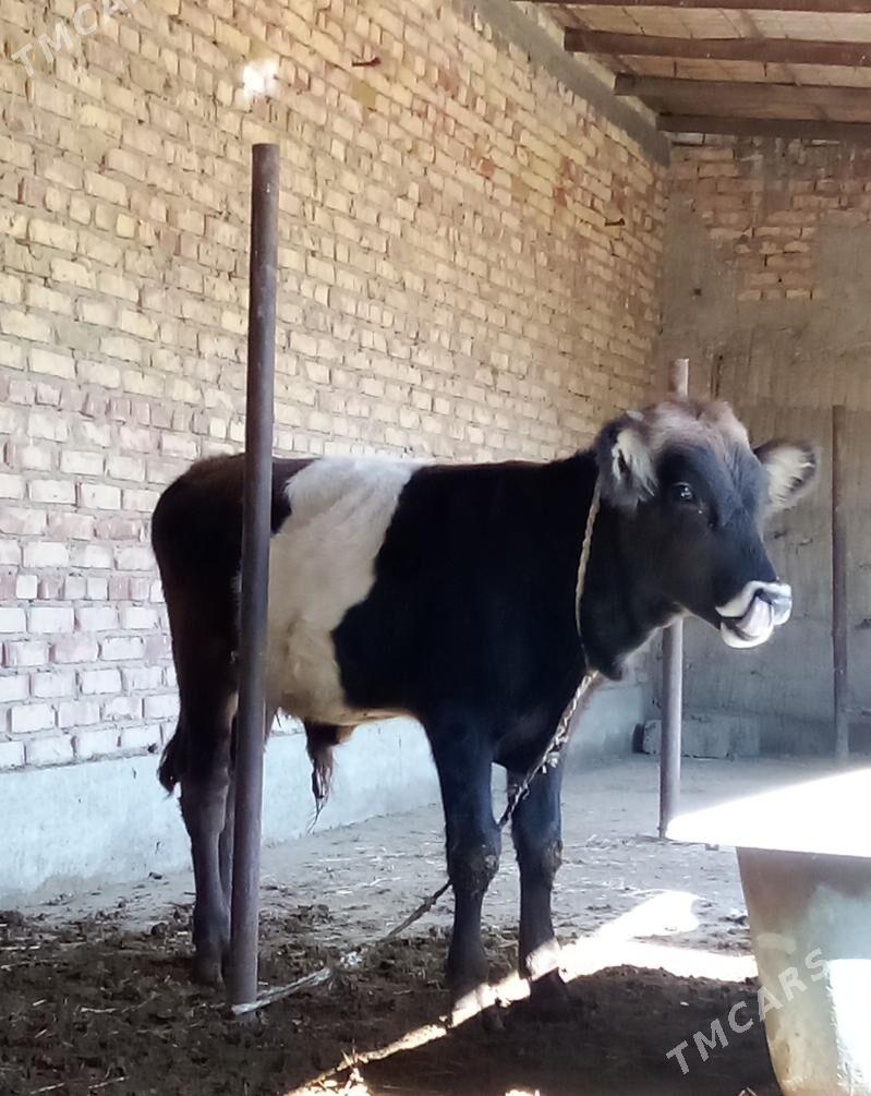 Öküz Giibrit 9 aýlyk - Гёкдепе - img 9