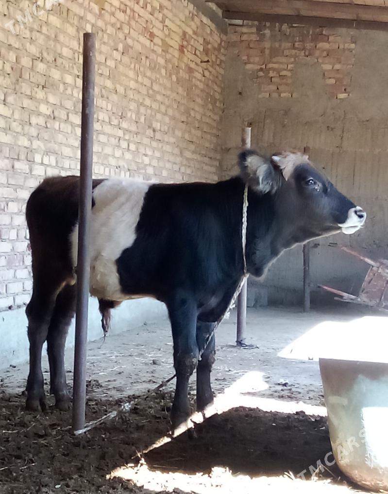 Öküz Giibrit 9 aýlyk - Гёкдепе - img 7