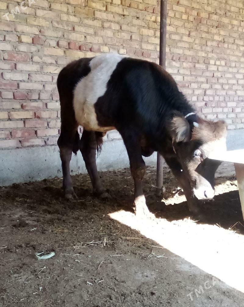 Öküz Giibrit 9 aýlyk - Гёкдепе - img 10