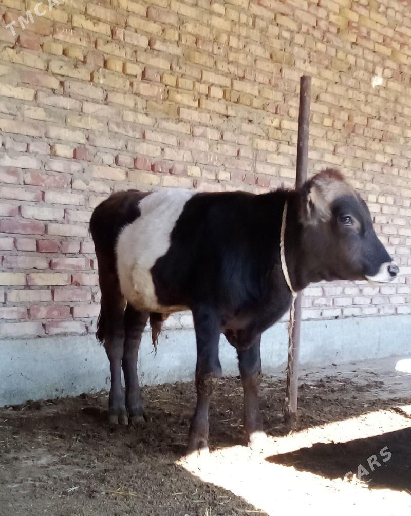 Öküz Giibrit 9 aýlyk - Гёкдепе - img 8